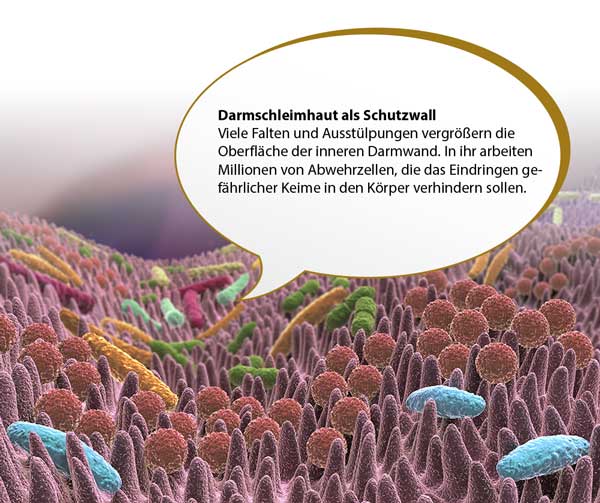 Schutzwall Darmgesundheit