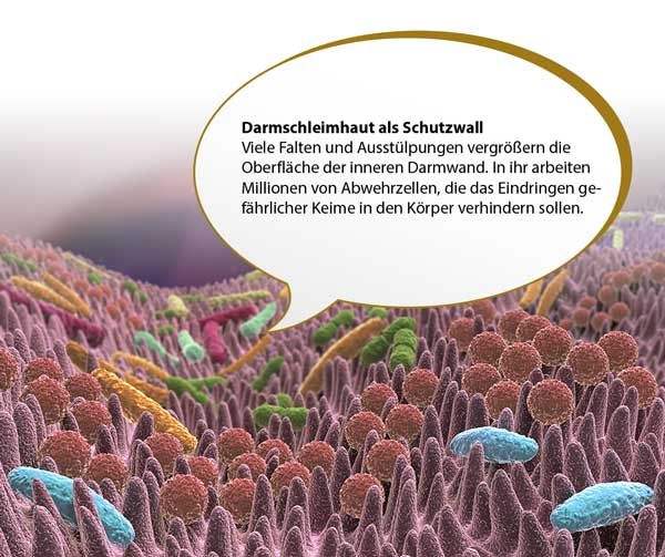 Schutzwall Darmgesundheit